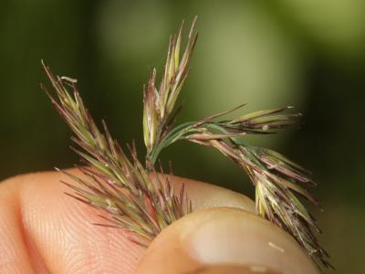 Calamagrostide faux-roseau, Roseau des montagnes Calamagrostis arundinacea (L.) Roth, 1788