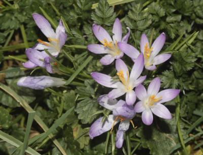 Crocus de Tommasini Crocus tommasinianus Herb., 1847