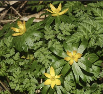 Éranthe d'hiver Eranthis hyemalis (L.) Salisb., 1807
