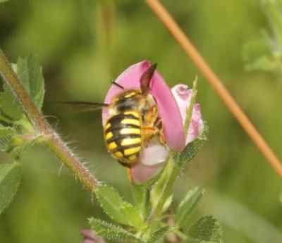Abeille cotonnière, Anthidie cotonnière Anthidium manicatum (Linnaeus, 1758)