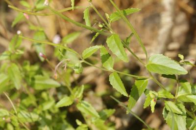Épilobe des collines Epilobium collinum C.C.Gmel., 1826