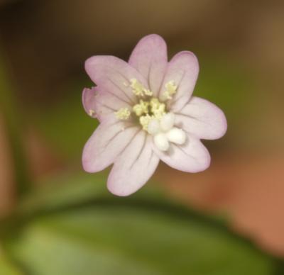 Épilobe des collines Epilobium collinum C.C.Gmel., 1826