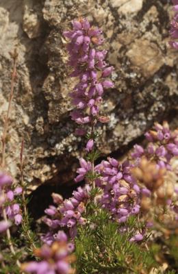 Bruyère cendrée, Bucane Erica cinerea L., 1753
