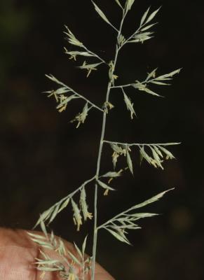 Fétuque d'Auvergne Festuca arvernensis Auquier, Kerguélen & Markgr.-Dann., 1978