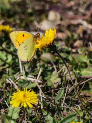 Souci (Le) Colias crocea (Geoffroy in Fourcroy, 1785)