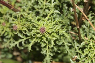 Scrofulaire des chiens Scrophularia canina L., 1753