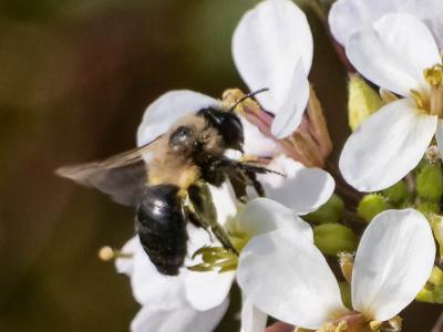  Andrena bicolorata (Rossi, 1790)