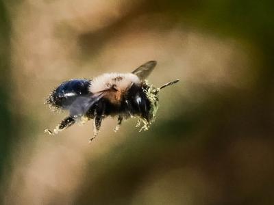  Andrena bicolorata (Rossi, 1790)