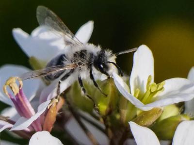  Andrena bicolorata (Rossi, 1790)