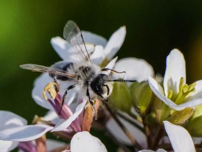  Andrena bicolorata (Rossi, 1790)
