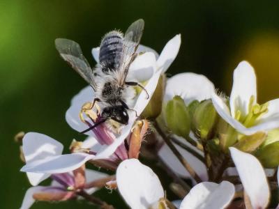  Andrena bicolorata (Rossi, 1790)