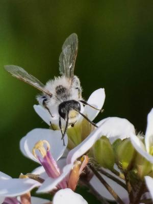  Andrena bicolorata (Rossi, 1790)