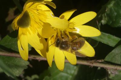 Abeille domestique, Abeille européenne, Abeille me Apis mellifera Linnaeus, 1758