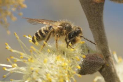  Andrena Fabricius, 1775