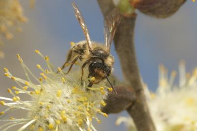  Andrena Fabricius, 1775