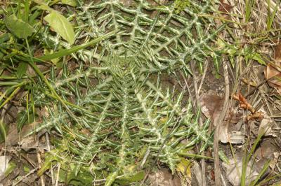 Chardon laiteux Galactites tomentosus Moench, 1794