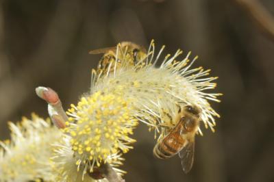 Abeille domestique, Abeille européenne, Abeille me Apis mellifera Linnaeus, 1758