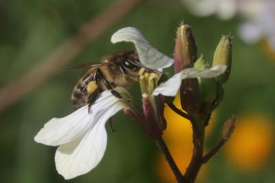 Abeille domestique, Abeille européenne, Abeille me Apis mellifera Linnaeus, 1758