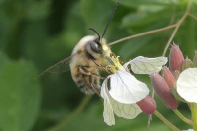Eucère à labre noir Eucera nigrilabris Lepeletier, 1841