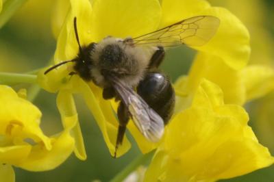 Andrena bicolorata (Rossi, 1790)
