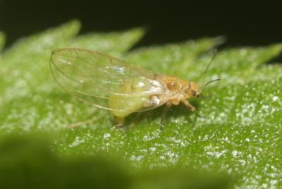  Trioza urticae (Linnaeus, 1758)