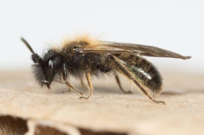  Andrena bicolor Fabricius, 1775