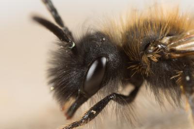  Andrena bicolor Fabricius, 1775