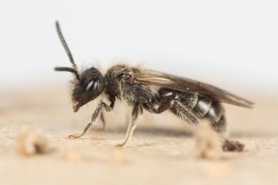 Andrena Fabricius, 1775