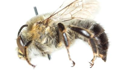 Anthophore agame Anthophora agama Radoszkowski, 1869