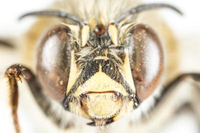 Anthophore agame Anthophora agama Radoszkowski, 1869