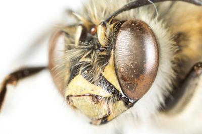 Anthophore agame Anthophora agama Radoszkowski, 1869
