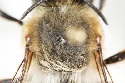 Anthophore agame Anthophora agama Radoszkowski, 1869