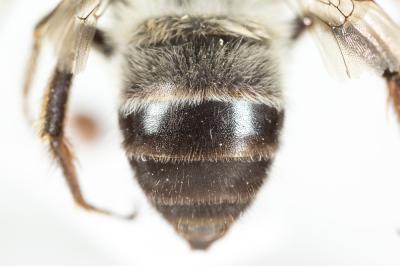 Anthophore agame Anthophora agama Radoszkowski, 1869