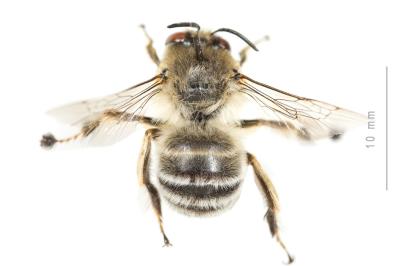 Anthophore à pattes rousses Anthophora fulvitarsis Brullé, 1832