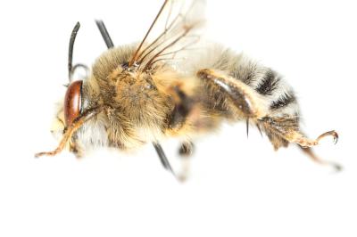 Anthophore à pattes rousses Anthophora fulvitarsis Brullé, 1832