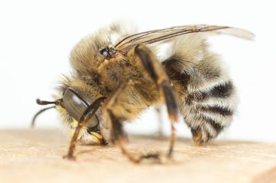 Anthophore à pattes rousses Anthophora fulvitarsis Brullé, 1832