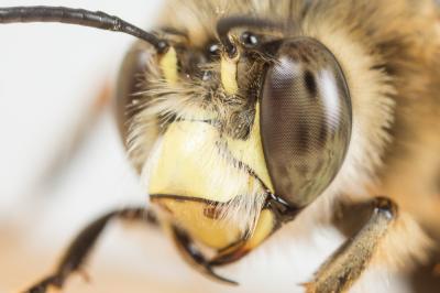 Anthophore à pattes rousses Anthophora fulvitarsis Brullé, 1832
