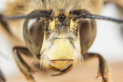 Anthophore à pattes rousses Anthophora fulvitarsis Brullé, 1832