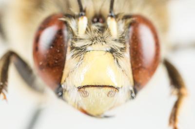 Anthophore à pattes rousses Anthophora fulvitarsis Brullé, 1832