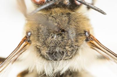 Anthophore à pattes rousses Anthophora fulvitarsis Brullé, 1832