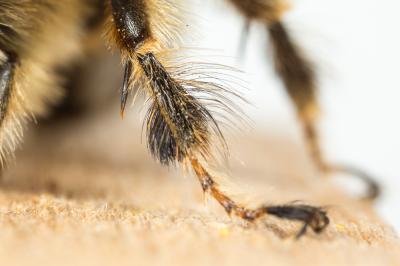 Anthophore à pattes rousses Anthophora fulvitarsis Brullé, 1832
