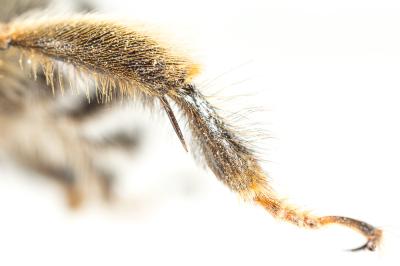 Anthophore à pattes rousses Anthophora fulvitarsis Brullé, 1832