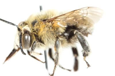 Anthophore gauloise Anthophora gallica Dalla Torre & Friese, 1895