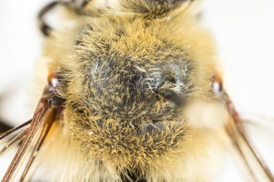 Anthophore gauloise Anthophora gallica Dalla Torre & Friese, 1895