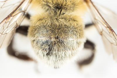 Anthophore gauloise Anthophora gallica Dalla Torre & Friese, 1895