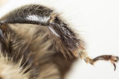 Anthophore gauloise Anthophora gallica Dalla Torre & Friese, 1895