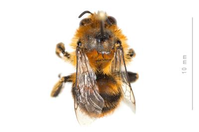 Anthophore à bandelettes Anthophora nigrovittata Dours, 1869