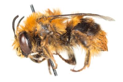 Anthophore à bandelettes Anthophora nigrovittata Dours, 1869