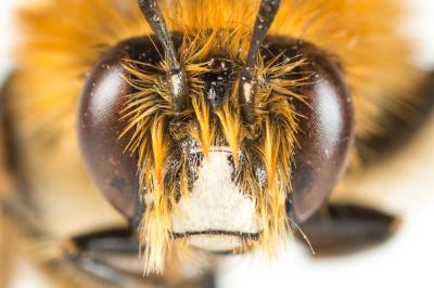 Anthophore à bandelettes Anthophora nigrovittata Dours, 1869