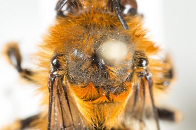 Anthophore à bandelettes Anthophora nigrovittata Dours, 1869